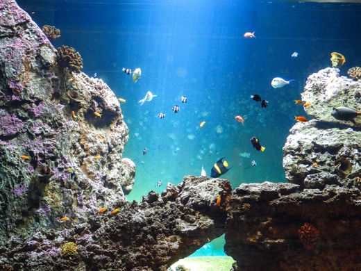aquarium de vendée